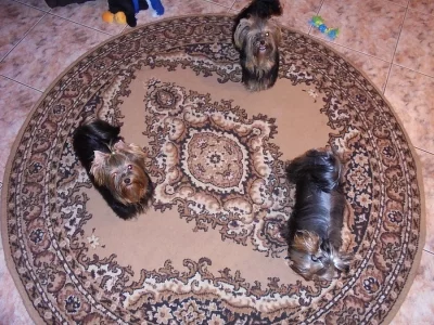 Prodám velice kvalitní a krásná štěňátka jorkšírka s PP