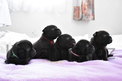 Stafordšírský bulteriér s PP