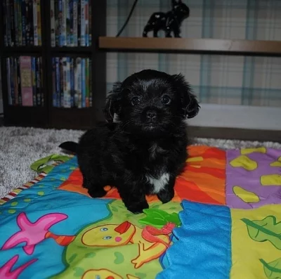 Čivava na prodej s PP