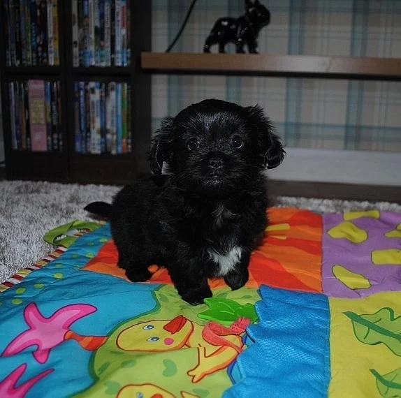 Čivava na prodej s PP