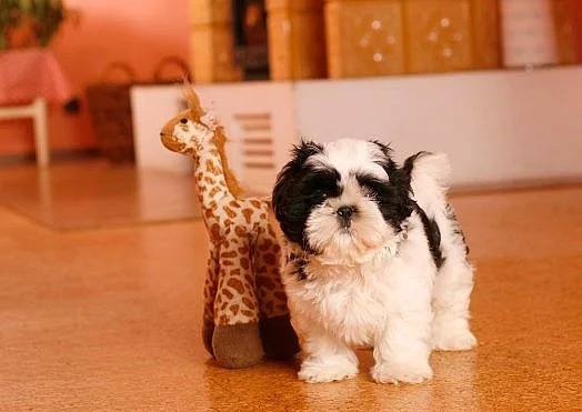 Shih-tzu