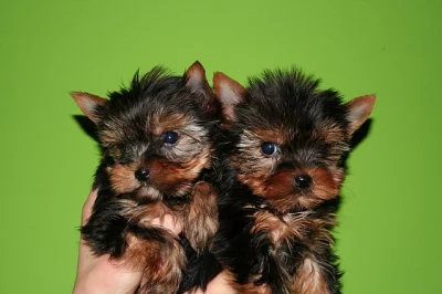 Yorkshire terrier