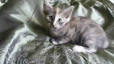 Norská lesní koťátka s PP