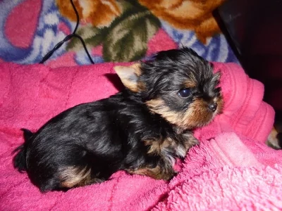 Prodám velice kvalitní a krásná štěňátka jorkšírka s PP