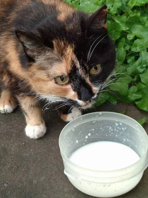 Kočka do dobrých rukou