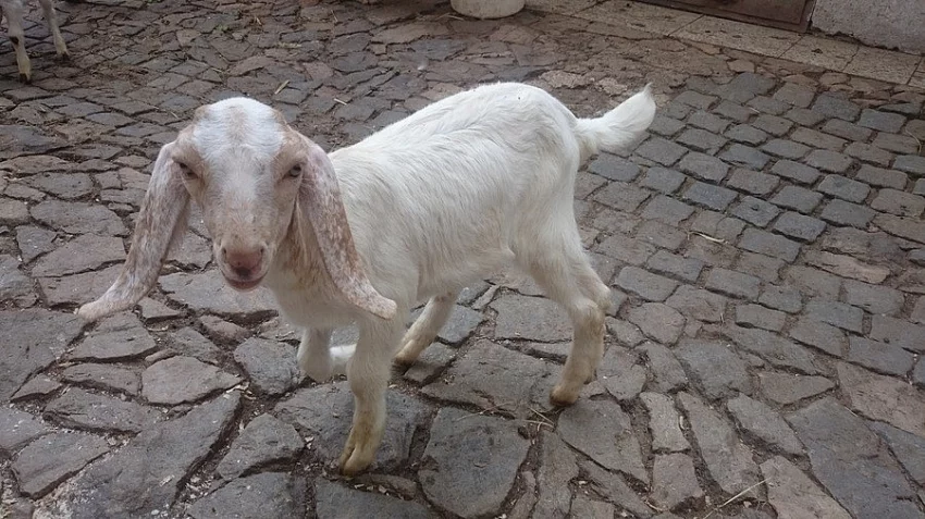 Anglonubijské kozlíci