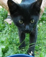 Hledám domov pro tohoto nalezeného třísměsíčního kocourka