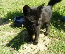 Hledám domov pro tohoto nalezeného třísměsíčního kocourka