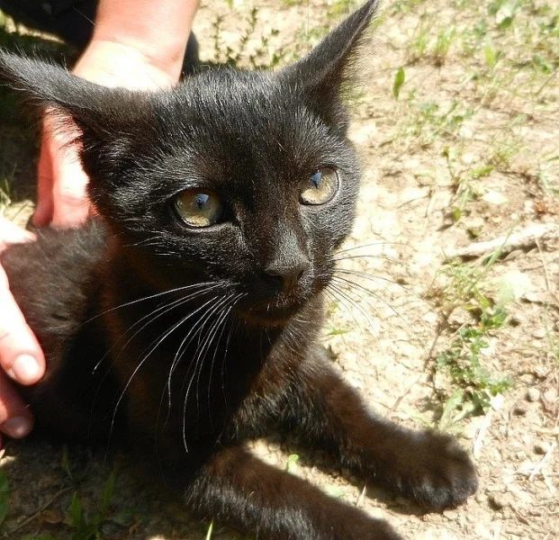 Hledám domov pro tohoto nalezeného třísměsíčního kocourka