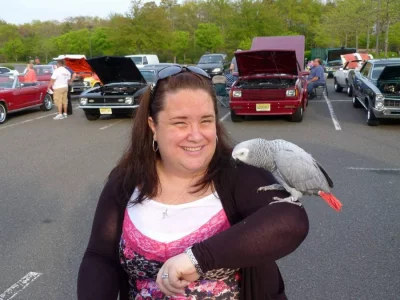 Tamed  papoušky Baby a dospělé   papo