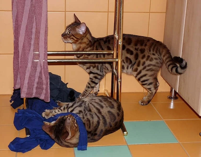 Kočky bengálské - dospělí sourozenci