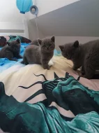 Krásná britska modrá kotatka