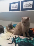 Krásná britska modrá kotatka