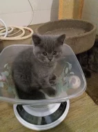 Krásná britska modrá kotatka