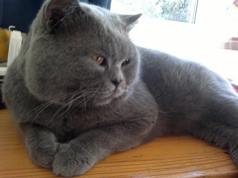 Krásná britska modrá kotatka