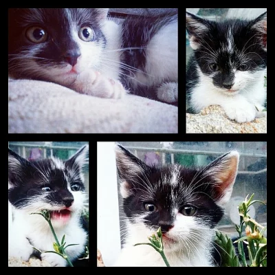 KOŤÁTKA IHNED K ODBĚRU