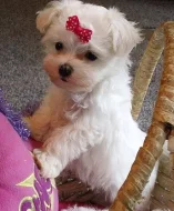 Two Teacup Maltese Puppies Needs a New Family