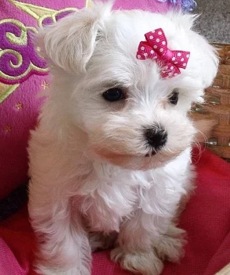 Two Teacup Maltese Puppies Needs a New Family