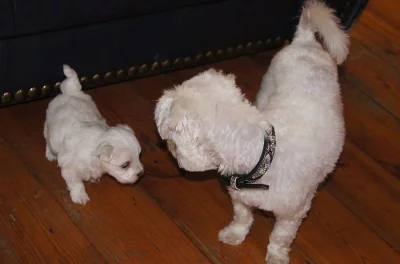 Super Adorable Teacup Maltese Puppies