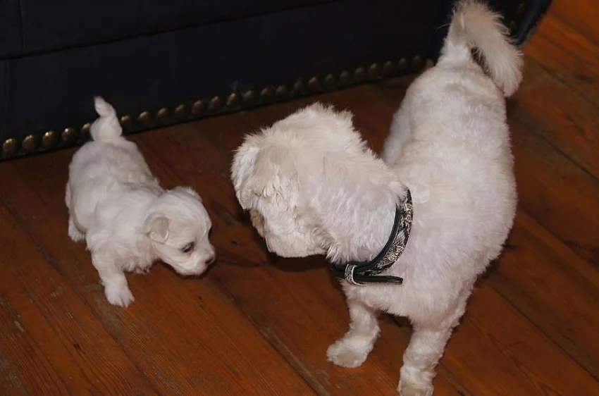 Super Adorable Teacup Maltese Puppies