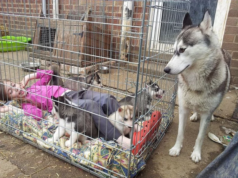 Sweet Siberian Husky Puppies