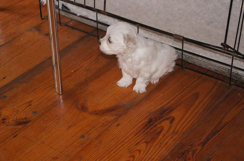 Super Adorable Maltese Puppies