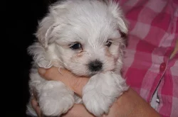 Super Adorable Maltese Puppies