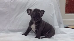 AKC quality French Bulldog Puppy for free adoption!!!