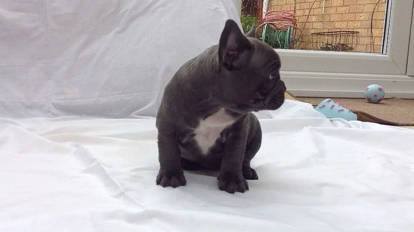 AKC quality French Bulldog Puppy for free adoption!!!