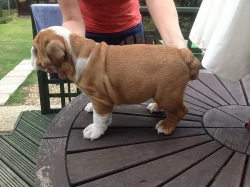 Akc registered English Bulldog puppies