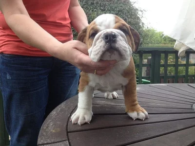 Akc registered English Bulldog puppies