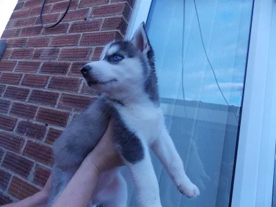 Gorgeous Siberian husky puppies