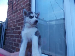 Gorgeous Siberian husky puppies
