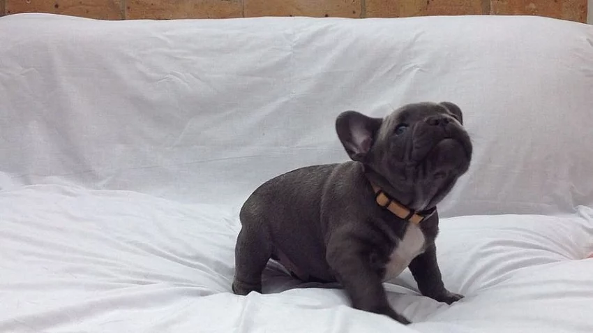 French Bulldog Stud AKC