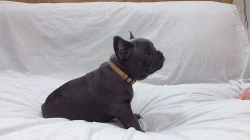 French Bulldog Stud AKC