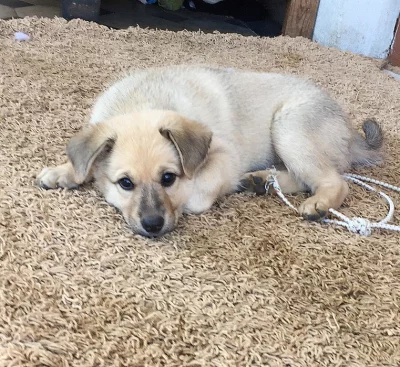 Štěňátka křížence Německého Ovčáka s křížencem loveckého psa