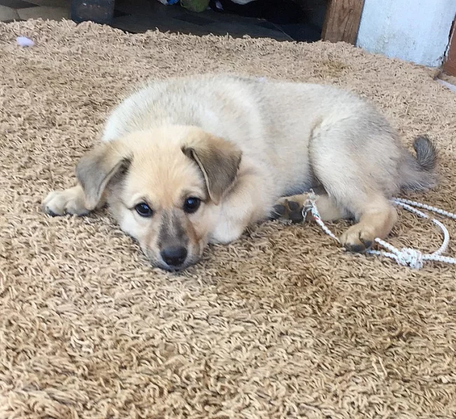 Štěňátka křížence Německého Ovčáka s křížencem loveckého psa