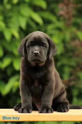 Labradorský retriever - šťěňátka