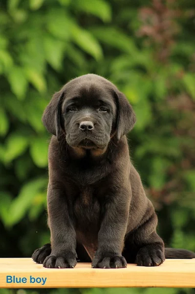 Labradorský retriever - šťěňátka