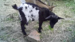 Levně prodám kozy - spěchá