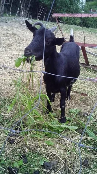 Levně prodám kozy - spěchá