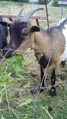 Levně prodám kozy - spěchá