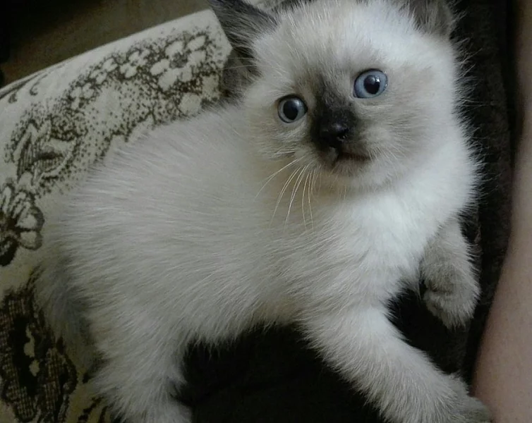 Koťátko colorpoint