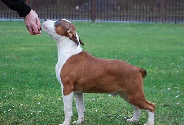 Americký stafordšírský teriér s PP.