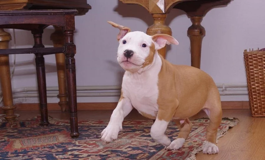 Americký stafordšírský teriér s PP.