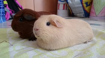 Daruji dvě nádherná morčata (samičky)