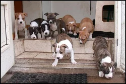 Americký stafordšírský teriér s PP.