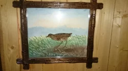 Preparát ledňáčka, krahujce strakapouda