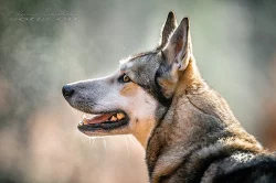 Západosibiřská lajka s PP