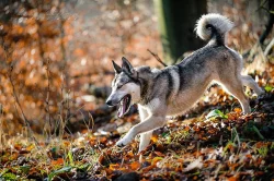 Západosibiřská lajka s PP